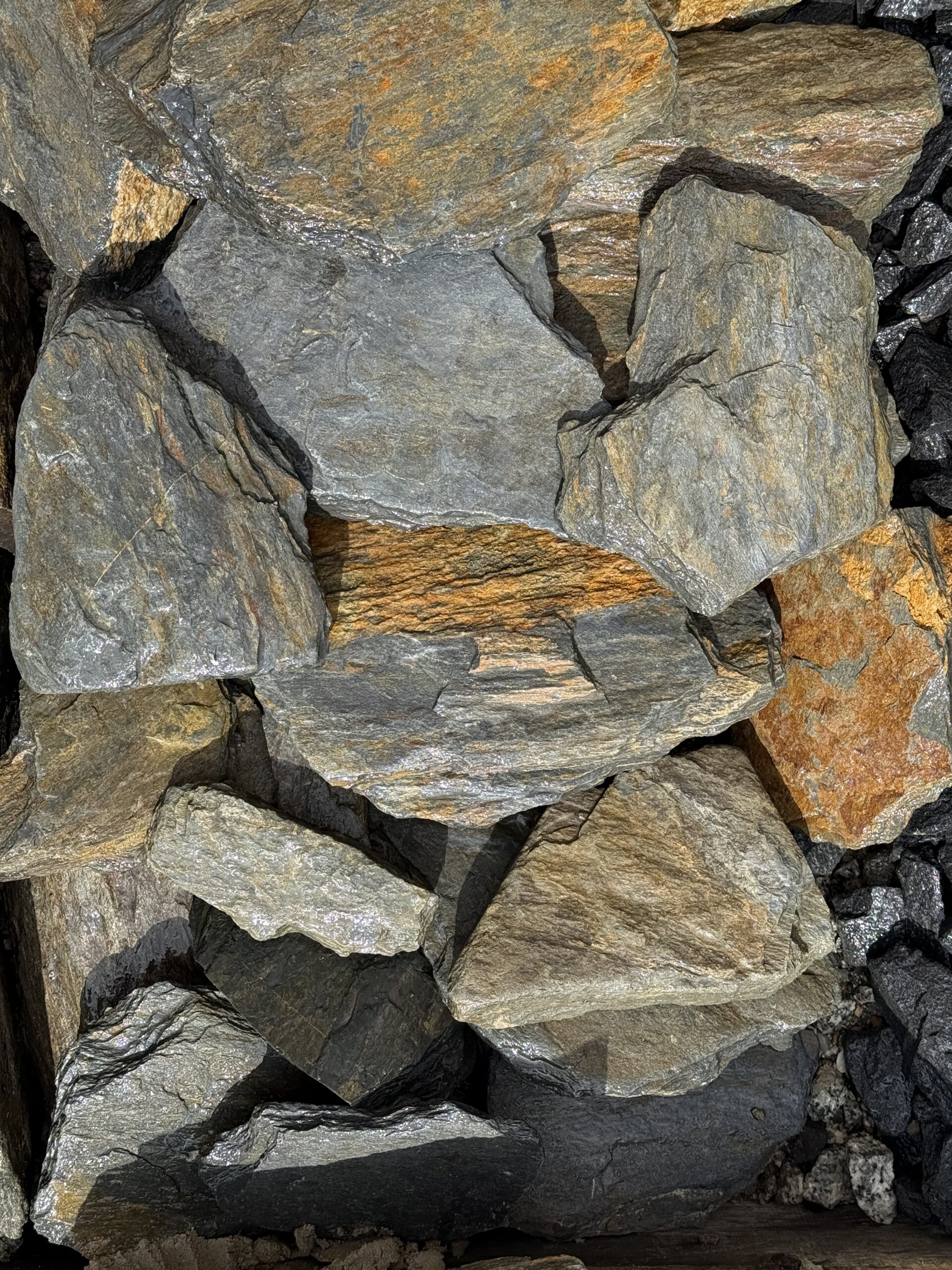 Korá lúpana stavebná velká